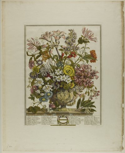 October, from Twelve Months of Flowers by Henry Fletcher