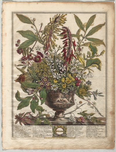 Twelve Months of Flowers: January by Henry Fletcher