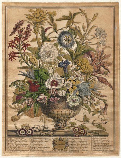 Twelve Months of Flowers: September, 1730 by Henry Fletcher