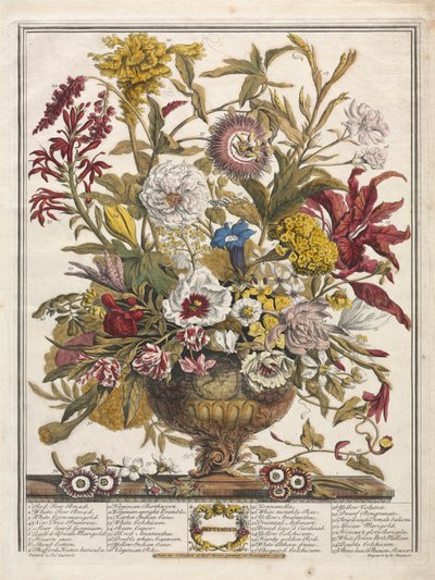 Twelve Months of Flowers: September, 1730 by Henry Fletcher