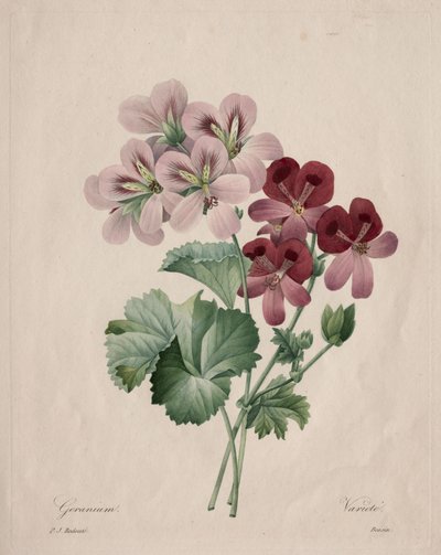 Geranium by Henry Joseph Redouté
