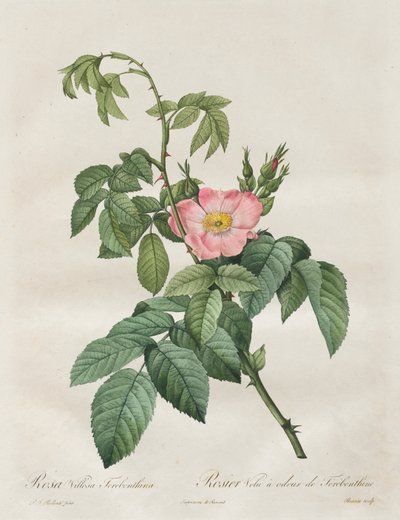 The Roses: Rosa Villosa Terebenthina by Henry Joseph Redouté