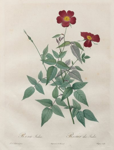 The Roses: Rosa indica by Henry Joseph Redouté