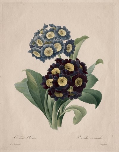 Primula auricula by Henry Joseph Redouté