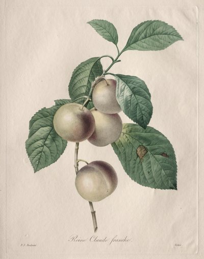 Reine Claude Plum by Henry Joseph Redouté