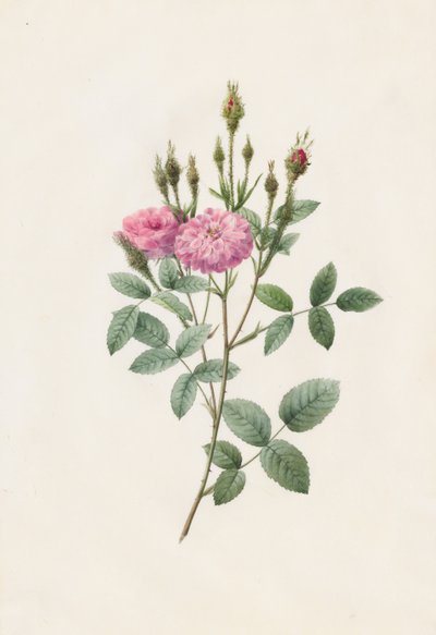 Pomponiana Moss Rose by Henry Joseph Redouté