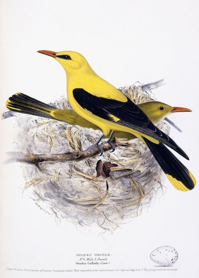 Golden Oriole by Henry Leonard Meyer