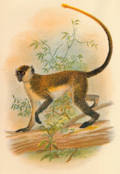 Green Guenon by Henry Ogg Forbes