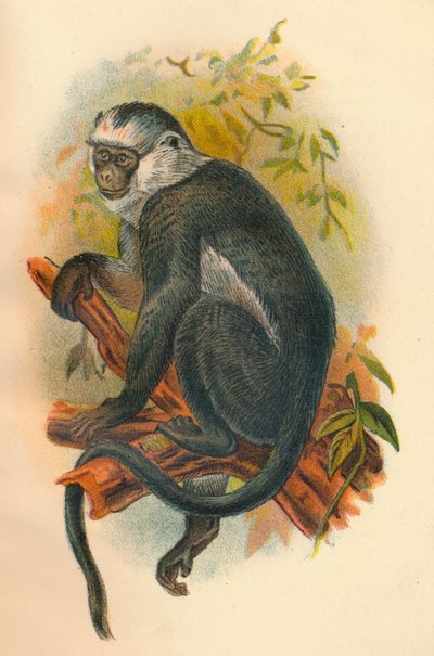 Hoses Langur by Henry Ogg Forbes