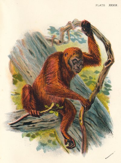 The Orang-Utan by Henry Ogg Forbes