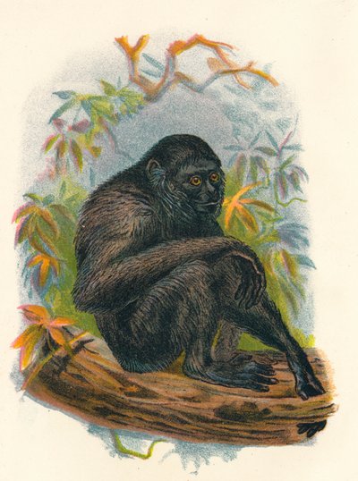 The Siamang Gibbon, 1897 by Henry Ogg Forbes