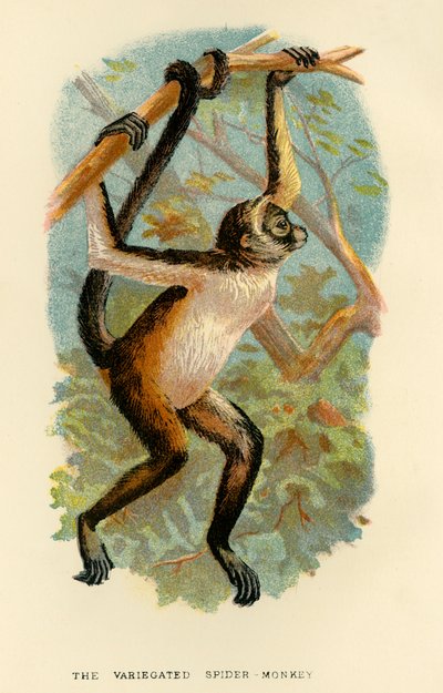 The Variegated Spider-Monkey by Henry Ogg Forbes