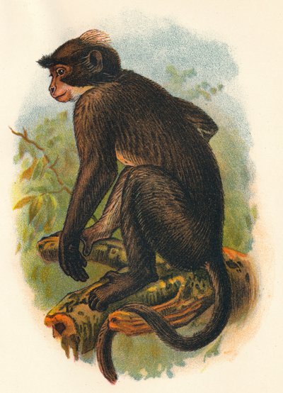 White Crowned Mangabey by Henry Ogg Forbes