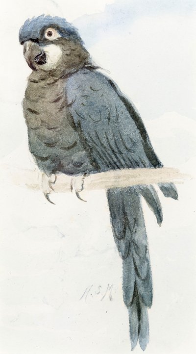 Hyacinth Macaw, c.1890 by Henry Stacey Marks