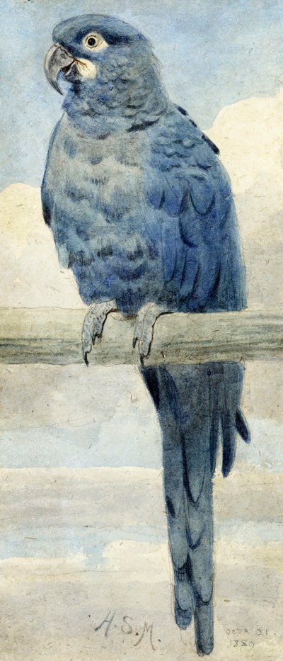Hyacinthine Macaw, 1889 by Henry Stacey Marks