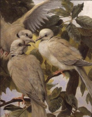 Three Ringed Doves by Henry Weekes
