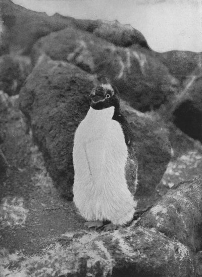 A Moulting Penguin, c1911-1913 by Herbert Ponting
