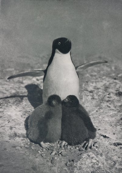 A Proud Mother, c. 1911 by Herbert Ponting