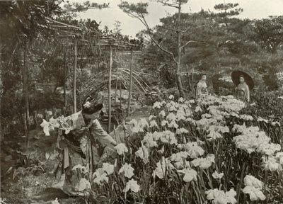 In An Iris Garden by Herbert Ponting