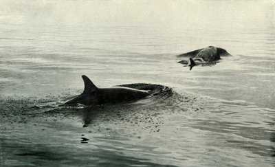 Killer Whales Rising to Blow by Herbert Ponting