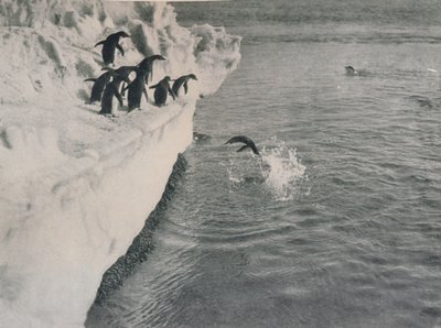 Penguins Diving by Herbert Ponting