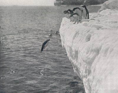Penguins Diving, c1911, 1913 by Herbert Ponting