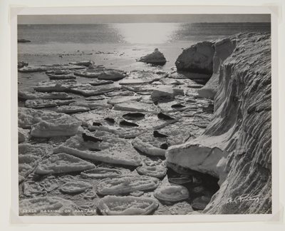 Seals Basking on Pancake Ice by Herbert Ponting