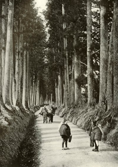 The Cryptomerias at Nikko by Herbert Ponting