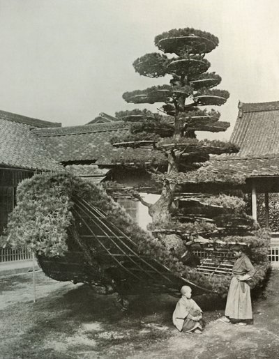 The Pine-Tree Junk at Kinkakuji, 1910 by Herbert Ponting