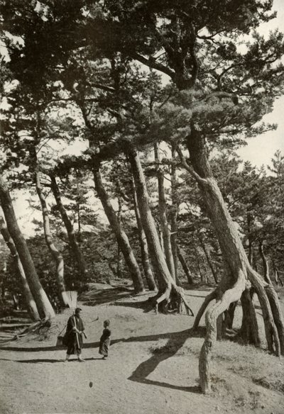 The Pines of Shizu-Ura by Herbert Ponting