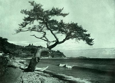 The Tree and the Wave by Herbert Ponting