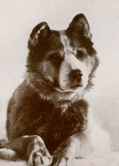 Vaida, c1910-1913 by Herbert Ponting