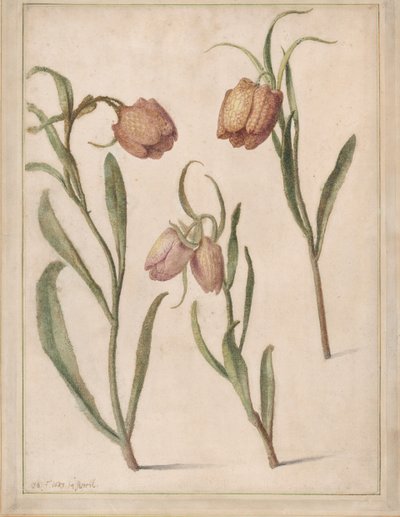 Study of Three Fritillaries, 1683 by Herman Saftleven the Younger
