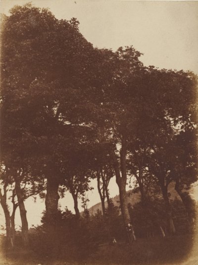 Field at Bonaly by Hill and Adamson
