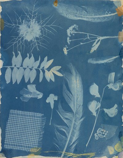 Arrangement of Specimens by Hippolyte Bayard