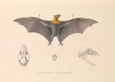 The Hoary Head Rousette by Hyacinthe Yves Philippe (1781 1846) Potentien