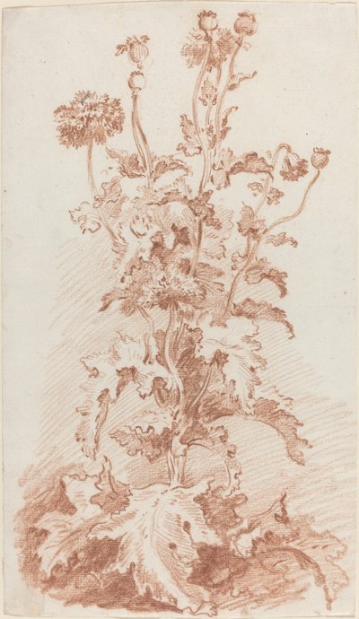 Poppies with Seed Pods by I Jean Baptiste Hüet
