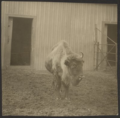 Bison by Iakob Vladimirovich Shteinberg