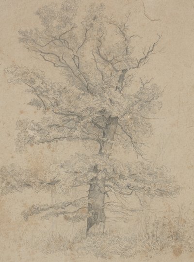 American Fir by Ida Weisselberg Hadra
