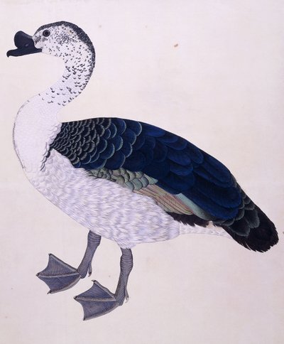 A Comb Duck by Indian School