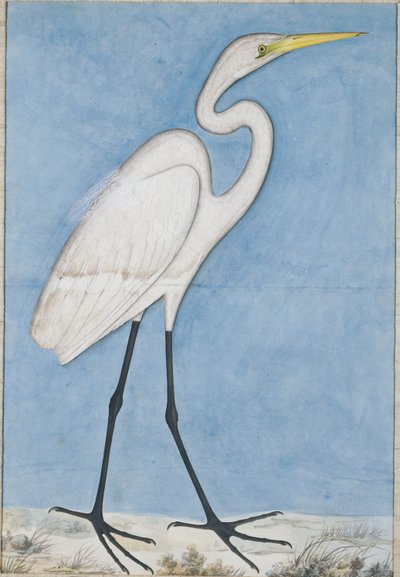 A Great Egret, Lucknow by Indian School