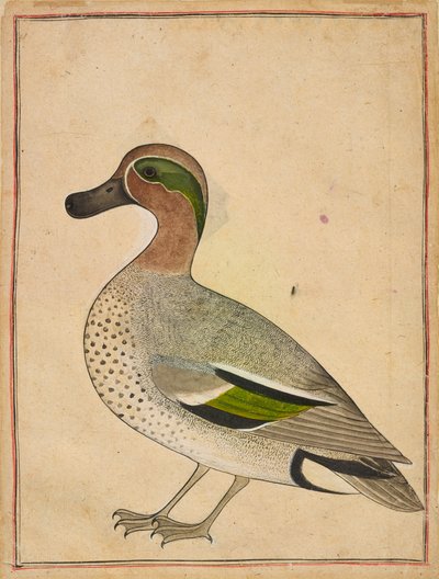 A Green-winged Teal by Indian School