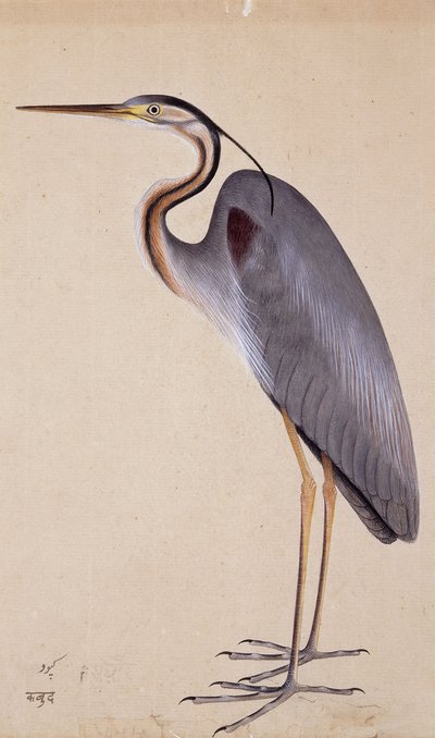 A Heron by Indian School