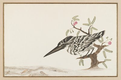 A Kingfisher watching by Indian School