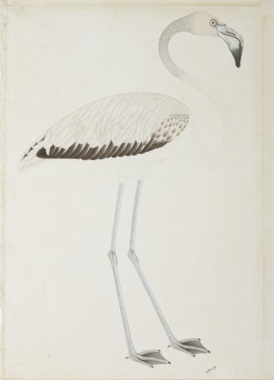 A Flamingo by Indian School