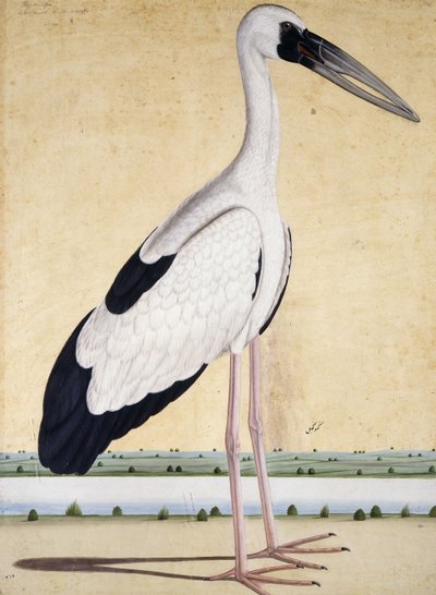 An Open-Beaked Stork by Indian School