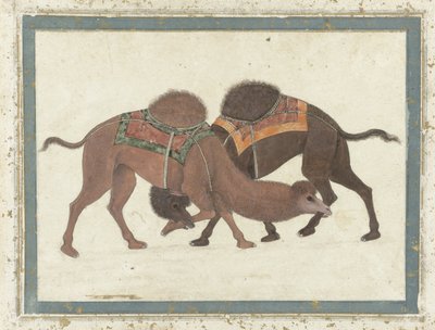 Fighting Camels by Indian School