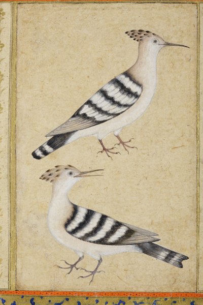 Hoopoes by Indian School