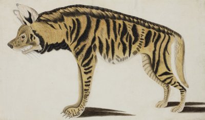 Hyena by Indian School