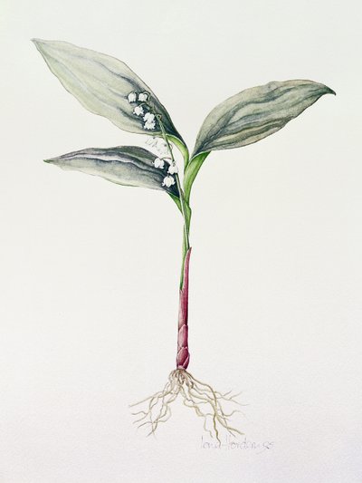 Lily of the Valley by Iona Hordern